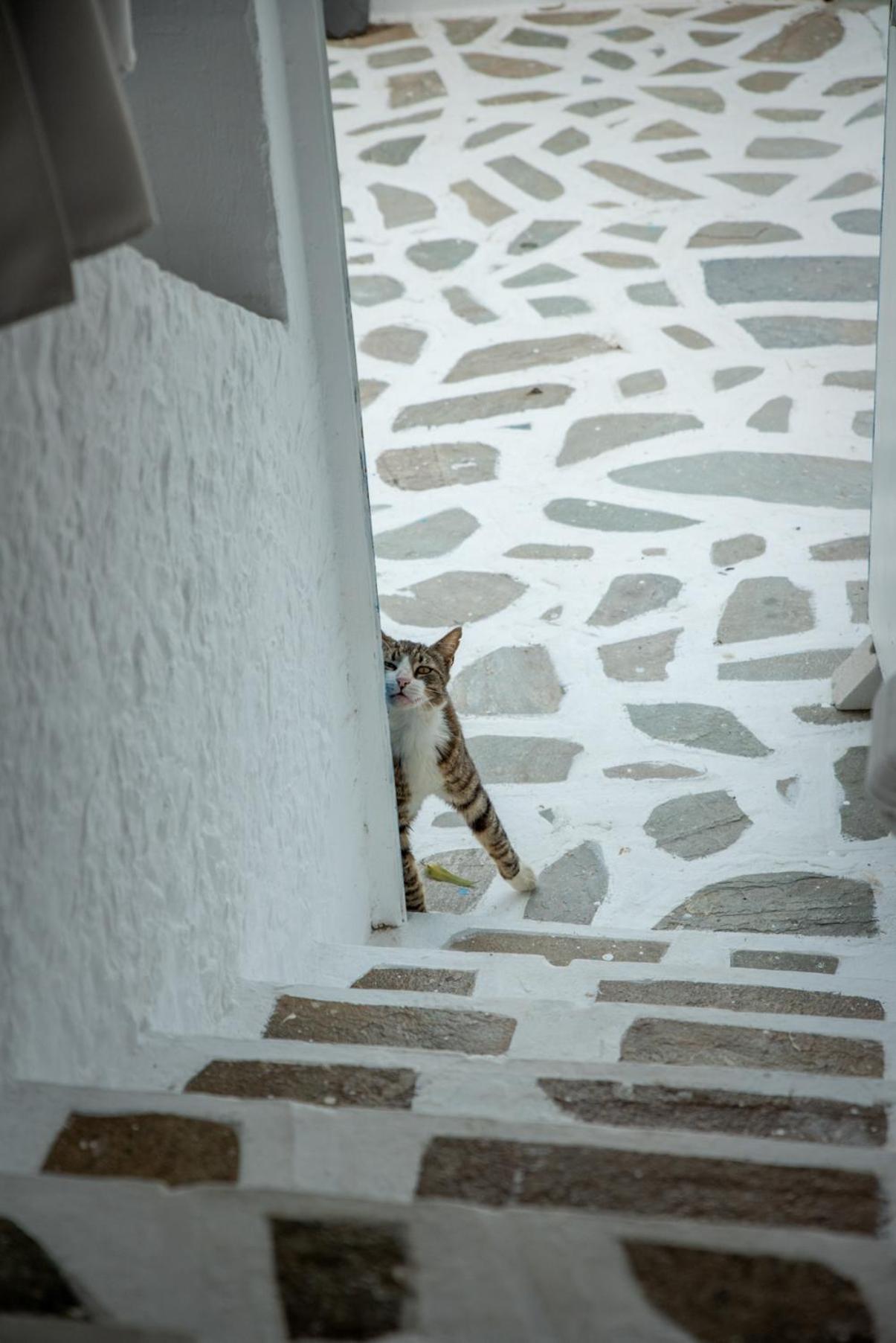 Naxos CityAzzurro Naxos, Azzurro I - Azzurro II - Azzurro IIIアパートメント エクステリア 写真